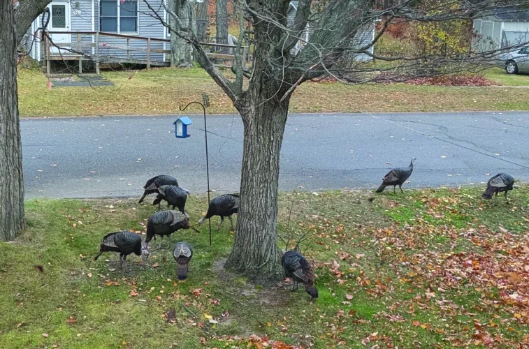 Is this a flock?